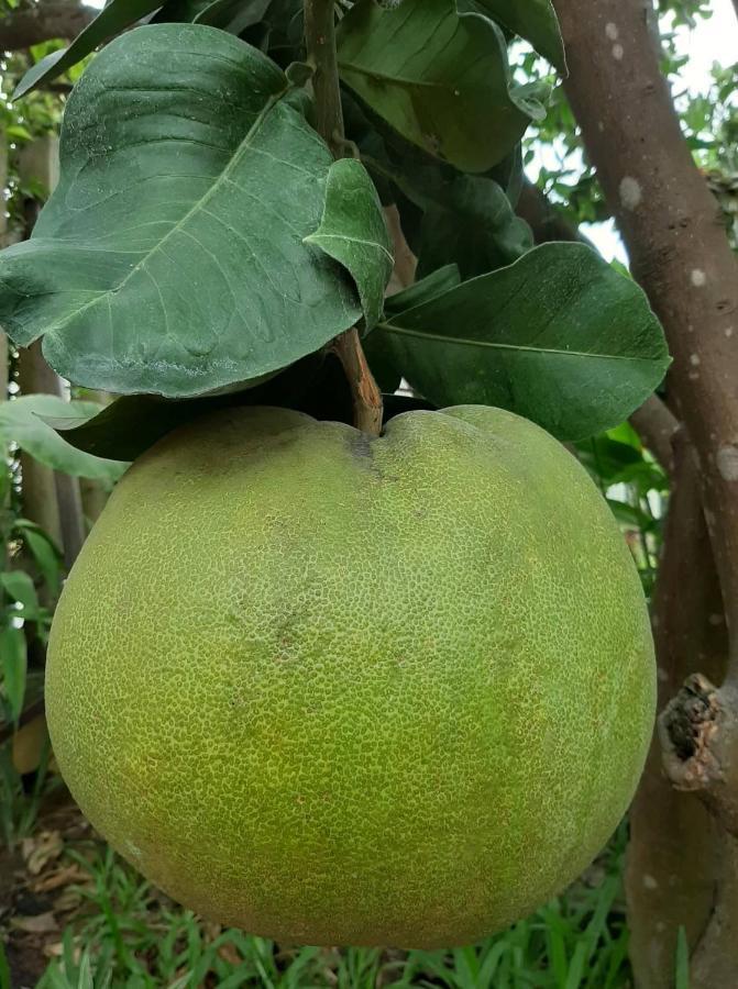 Green Grapefruit Villa ホイアン エクステリア 写真